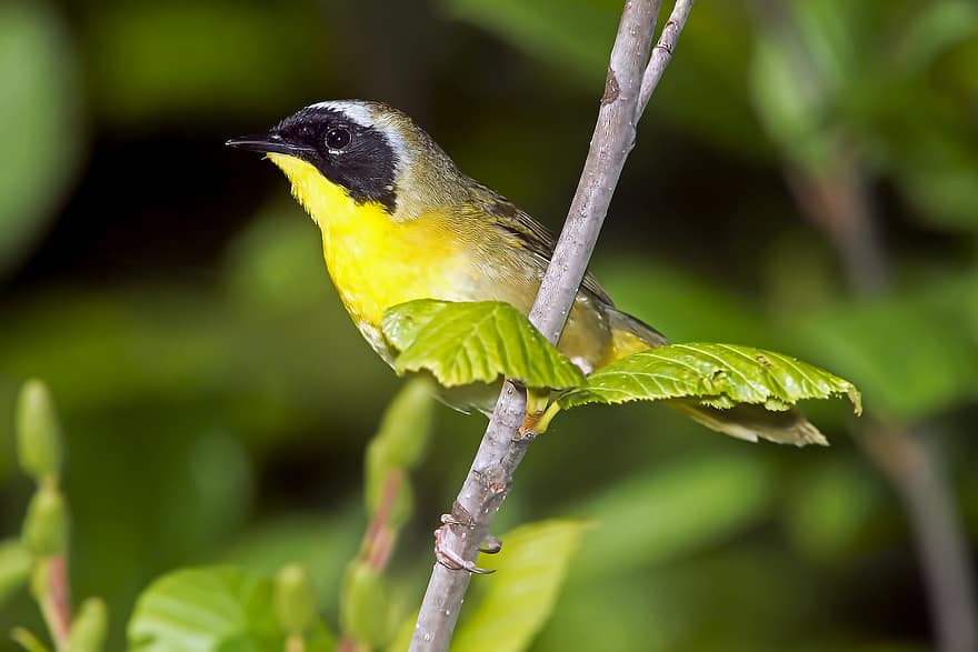 burung, Tenggorokan Kuning Umum, ilmu burung, jenis, fauna, hewan, margasatwa, paruh, burung penyanyi, cabang, binatang di alam liar