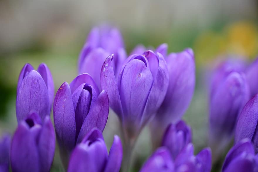 クロッカス、フラワーズ、紫色の花、花びら、紫色の花びら、春の花、花、咲く、庭園、フローラ、植物
