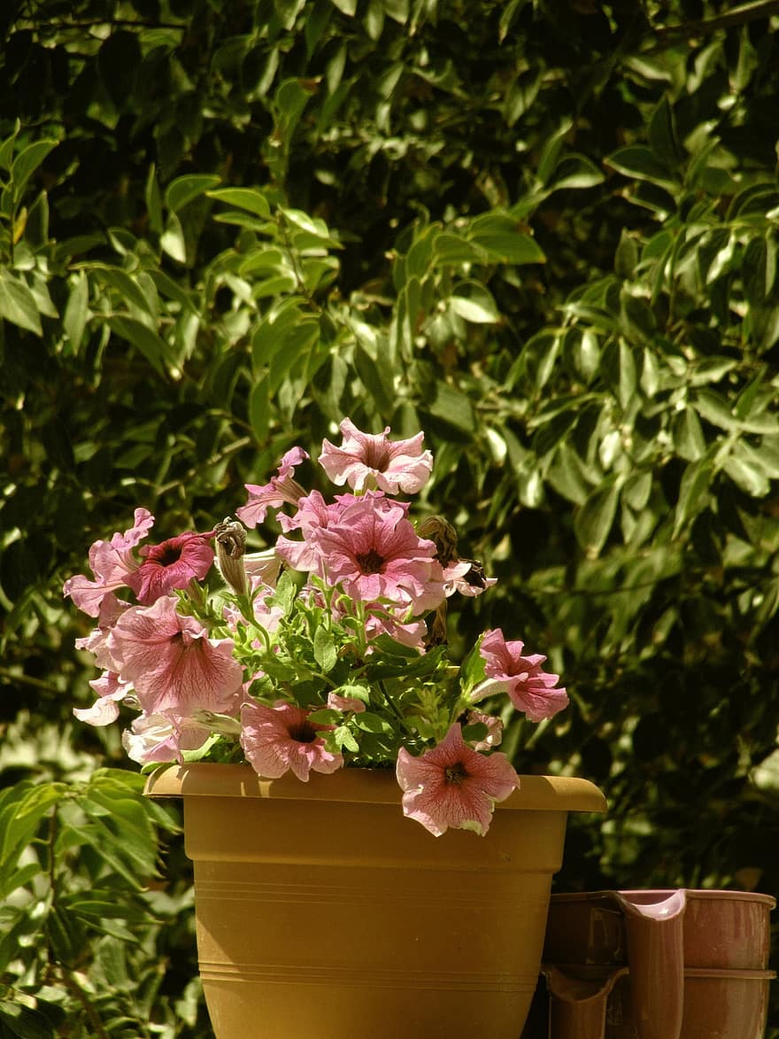 bunga-bunga, pot tanaman, taman, menanam, berkembang, mekar, bunga-bunga merah muda, tanaman di dalam pot, dekoratif, musim semi, flora