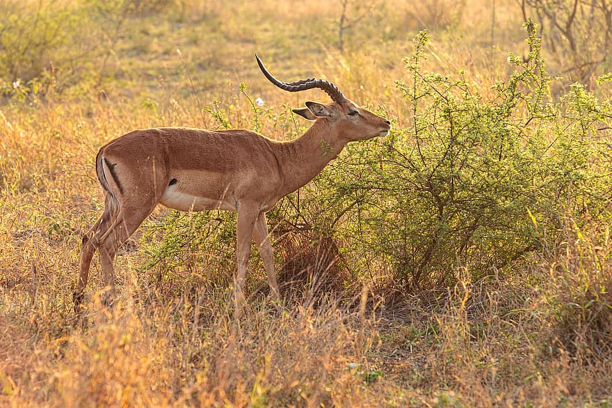 Impala, Animal, Safari, Antelope, Foraging, Gazelle, Aepyceros Melampus, Mammal, Wildlife, Buck, Wild