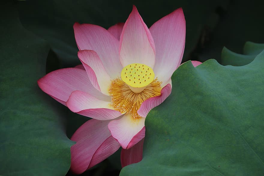 lotus, fabriek, Waterlelie, waterplant, flora, bloeiend, bloeiende, natuur