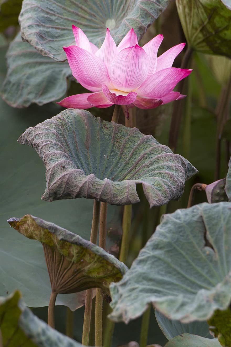 Lotus, Flower, Leaves, Plant, Water Lily, Pink Flower, Lotus Flower, Lotus Leaves, Bloom, Aquatic Plant, Flora