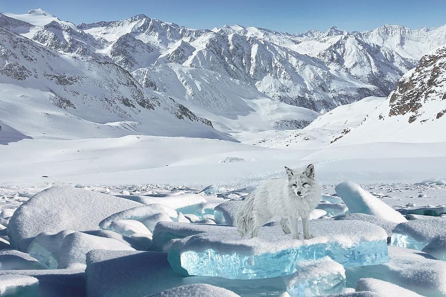 montañas, zorro, hielo, fantasía, nieve, invierno, montaña, ártico, animales en la naturaleza, mascotas, perro