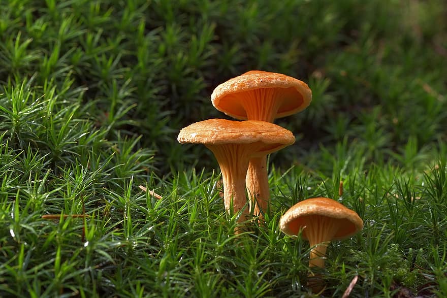 Mushrooms, Chanterelles, Edible Mushrooms, Grass, Forest Ground, Forest Floor, Forest, Forest Mushrooms, Wild Mushrooms, Spore, Sponge