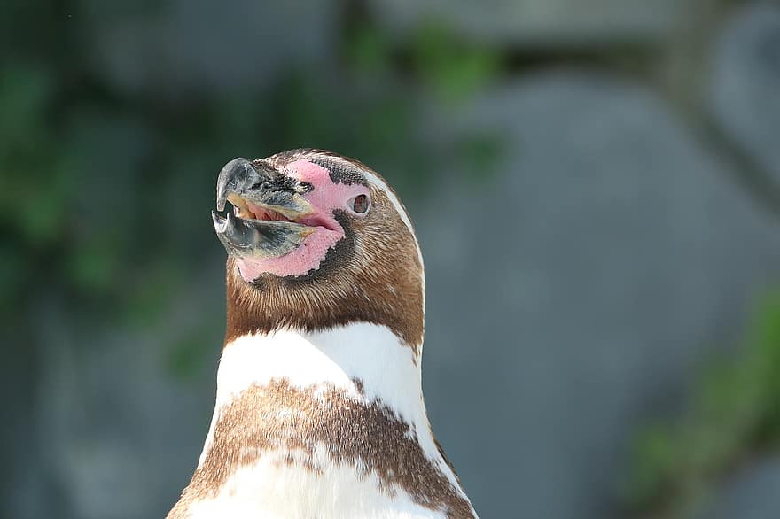 Humboldt Penguin, Penguin, Bird, Animal, Wildlife, Fauna, Nature, beak, animals in the wild, feather, close-up