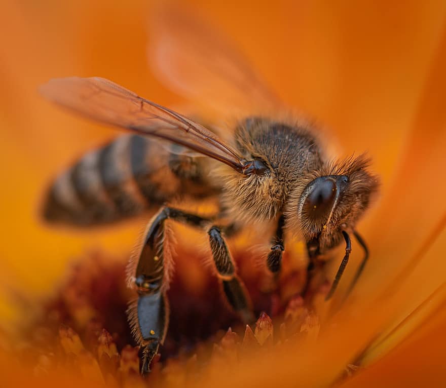 Honey Bee, Marigold, Bee, Insect, Bug, Flower, Petals, Stem, Plants, Buds, Nature