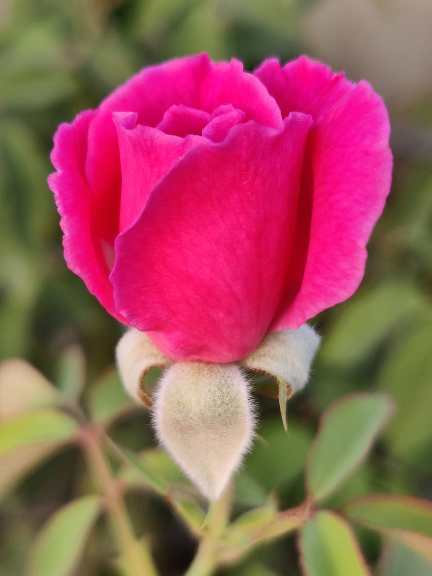 rose, rosa rose, knopp, blomsterknopper, rose bud, rosa blomst, rosa petals, rosa, blomstringen, blomstrende, flora