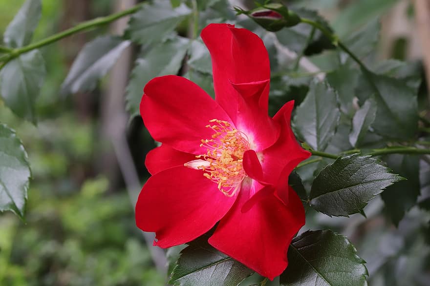 rosa, Rosa vermella, flor vermella, flor, primavera, jardí, full, primer pla, planta, pètal, cap de flor