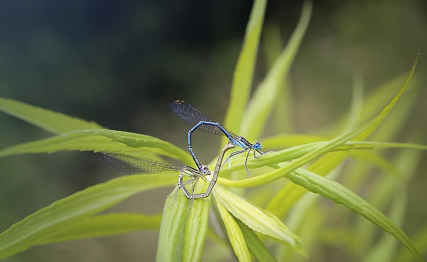 Insect, Ważka, Dragonflies, Nature, Wing, Macro, Delicate, Copulation, Forest, Scrubs