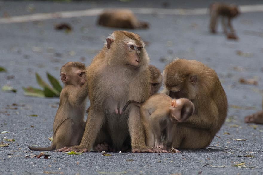 Pig Tail Macaque, kädelliset, apinoita, makakit, eläimet, villieläimiä, nisäkkäät, luonto, eteläinen sikakala makakki, Makakien perhe, apina
