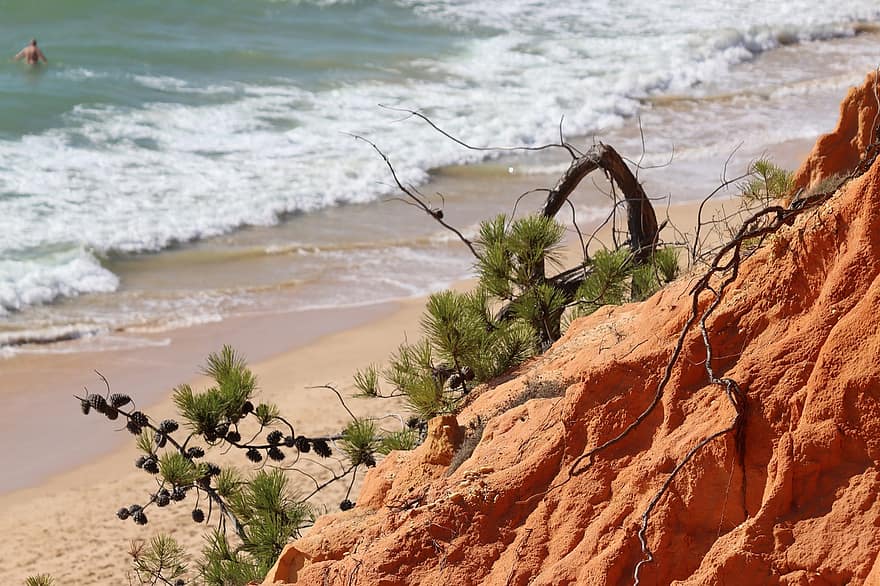 scogliera, costa, oceano, spiaggia, riva, natura, albero, pianta, Algarve, albufeira, sabbia