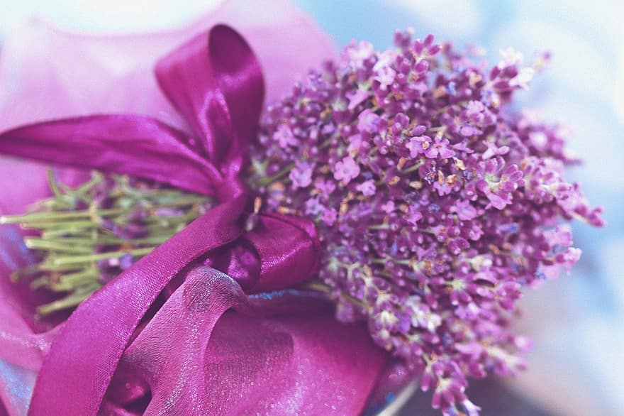 bunga-bunga, lavender, banyak lavender