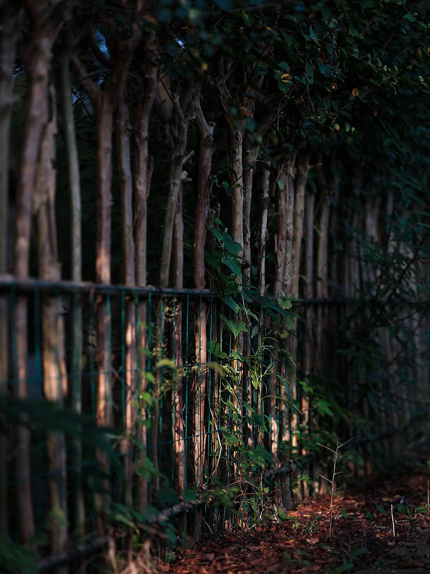 дървена ограда, Двор, заден двор