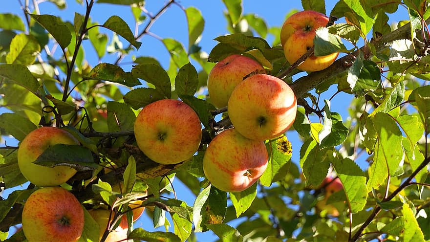 과일, 사과, 본질적인, 나무, 자연