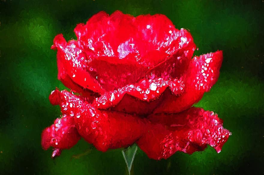 rosa rossa, fiore, arte, fotopittura, floreale, rosso