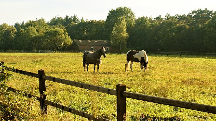 cavalos, animais, campo, eqüino, mamíferos, pasto, Prado, Fazenda, cerca, rural, ao ar livre