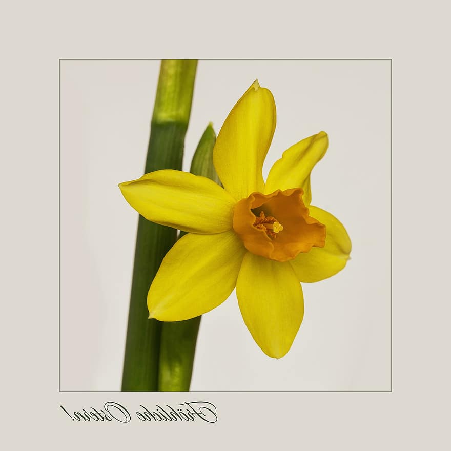 Nature, Flowers, Daffodil, Spring, Easter, Osterkarte, Easter Greetings, Narcissus