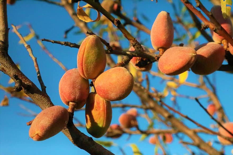 Almond, Almond Tree, Tree, Branch, Nature, Plant, Fruit, Natural, Harvest, Produce, Organic