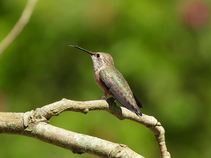colibrí, salvaje, pájaro, naturaleza, vistoso
