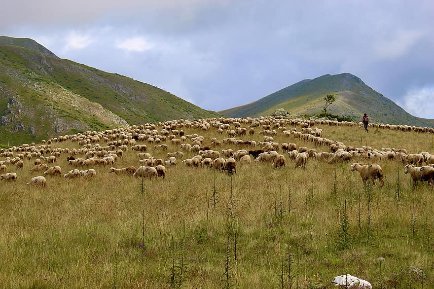 群れ、羊、放牧、牧草地、草原、山岳、動物たち、反すう動物