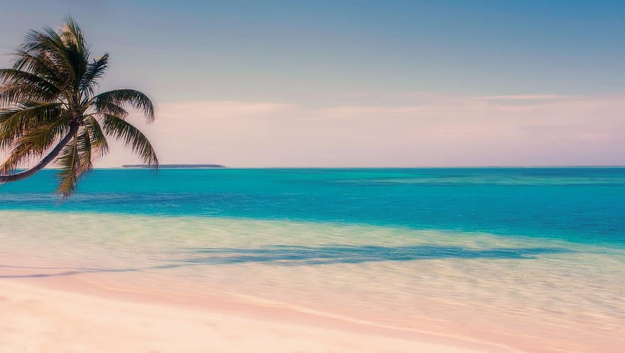 ocean, hav, sand, strand, Palme træ, paradis, kyst, natur, rekreation, eksotisk