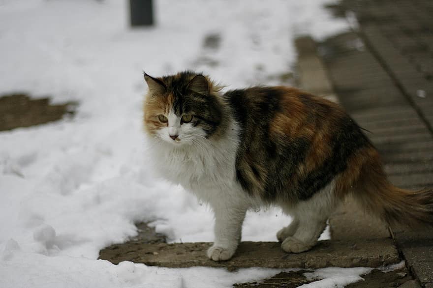 kočka, zimní, venku, domácí zvíře, zvíře, Kočkovitý, domácí mazlíčci, domácí kočka, roztomilý, domácí zvířata, kotě
