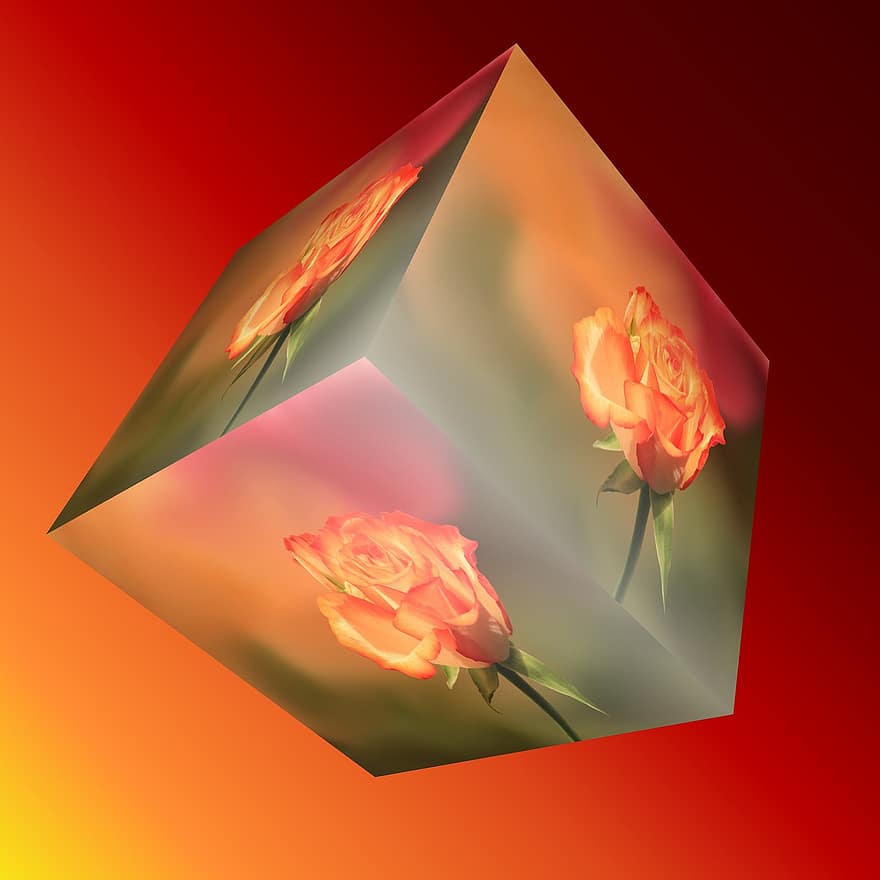 куб, цветок, Роза, оранжевый