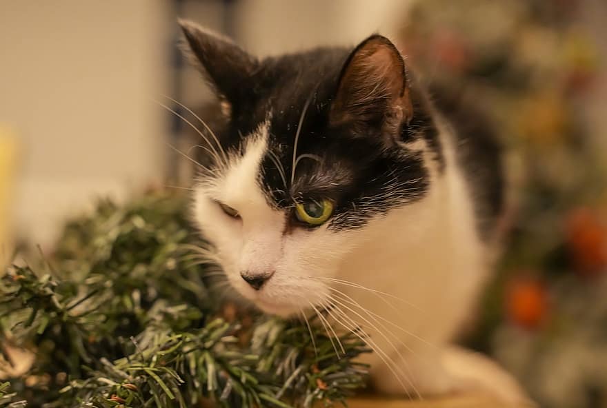 kočka, domácí zvíře, vánoční strom, calico cat, Kočkovitý, roztomilý, domácí mazlíčci, domácí kočka, kotě, domácí zvířata, mladé zvíře