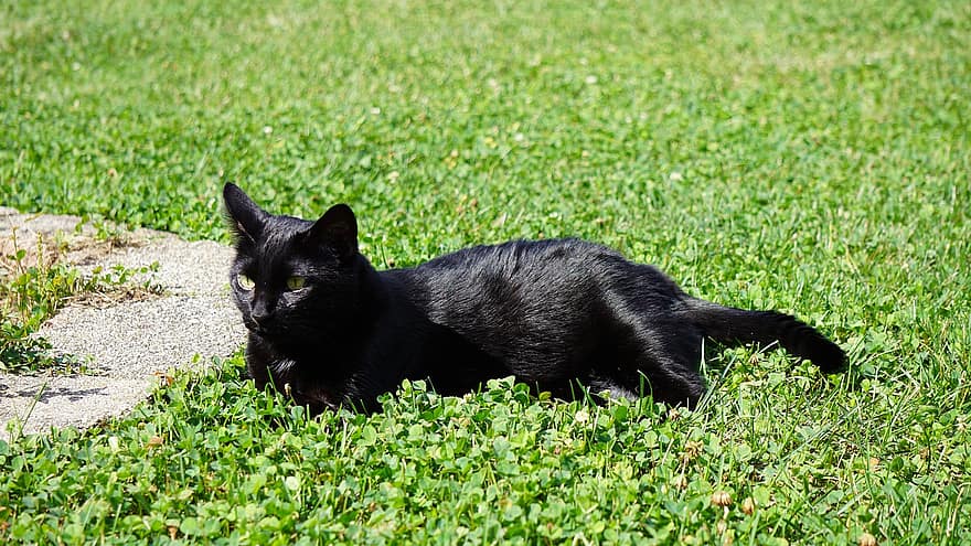 katt, kattdjur, svart katt, gräs, utanför, sällskapsdjur, porträtt, gammal katt, söt, djur