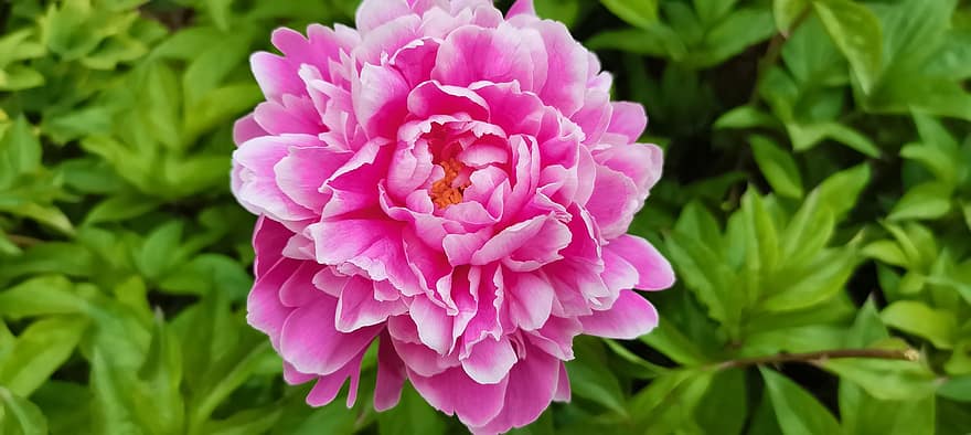 пион, цветок, розовый пион, сад, лепестки, розовые лепестки, цветение, цвести, Флора, завод, листья