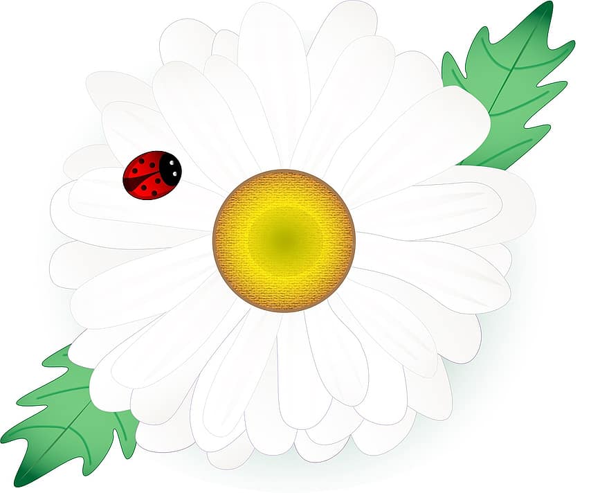 margarita, flor, mariquita, insecto, escarabajo, manzanilla, pétalos, flor blanca, floración, planta