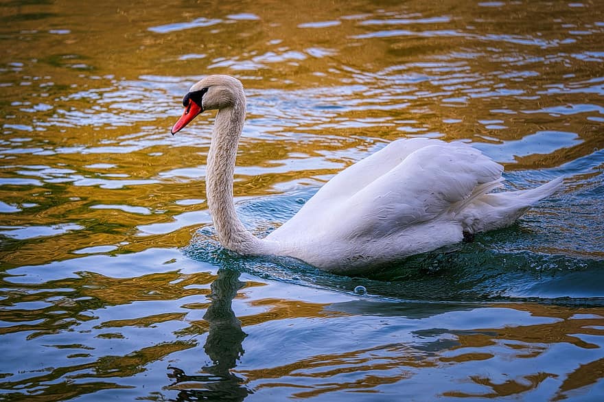 Swan, Lake, Bird, Water Bird, River, Nature