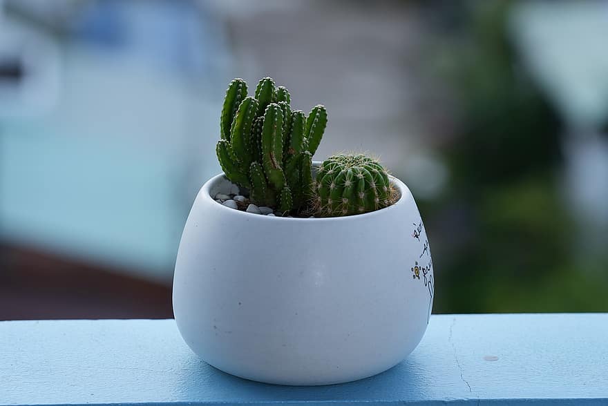 cactus, Kantoorboom