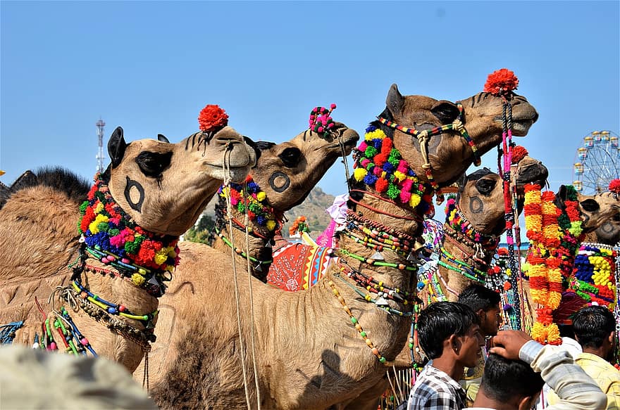 kameler, Kamelmesse, Pushkar Camel Fair, indien, natur, Pushkar, rajasthan