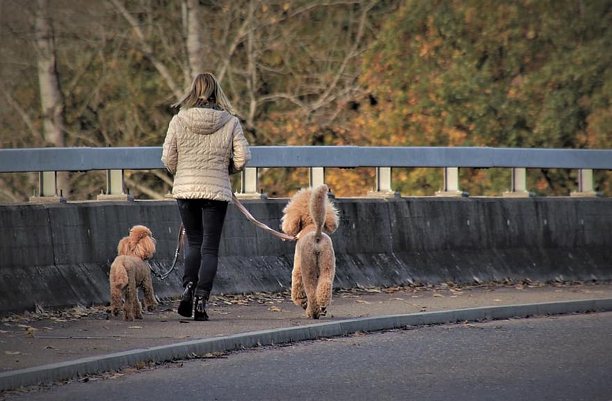 gos, caniche gran, la persona, spacer, propietari, corretja, amistat, carretera, caminar de gos, gossos de raça pura, caminar