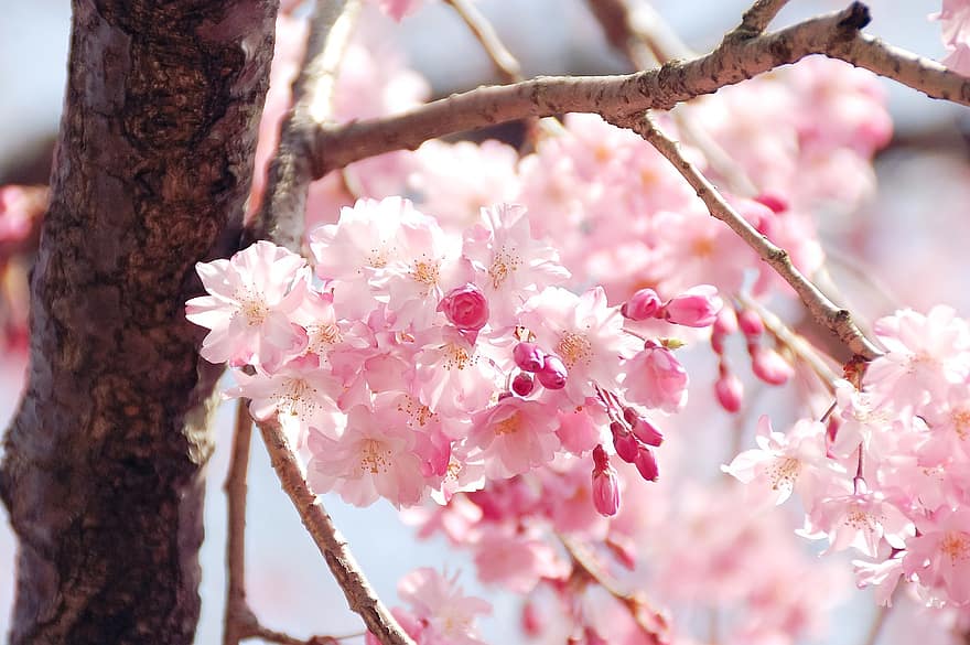 Цветение вишни, цветы, весна, почки, розовые цветы, сакура, цветение, цвести, ветка, дерево, завод