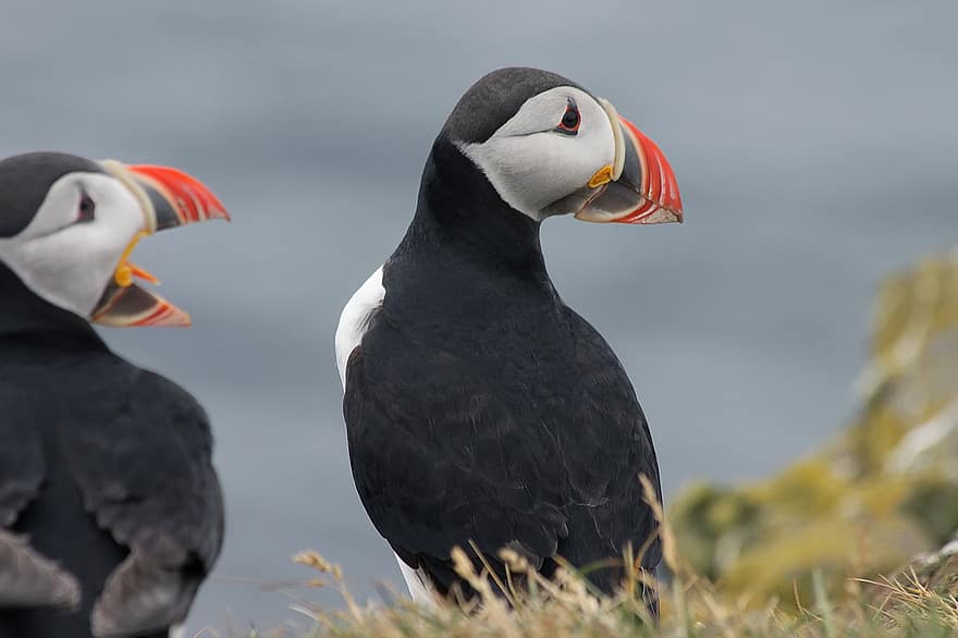 puffins, ptáků, zvířat, volně žijících živočichů, fauna, Příroda, Island
