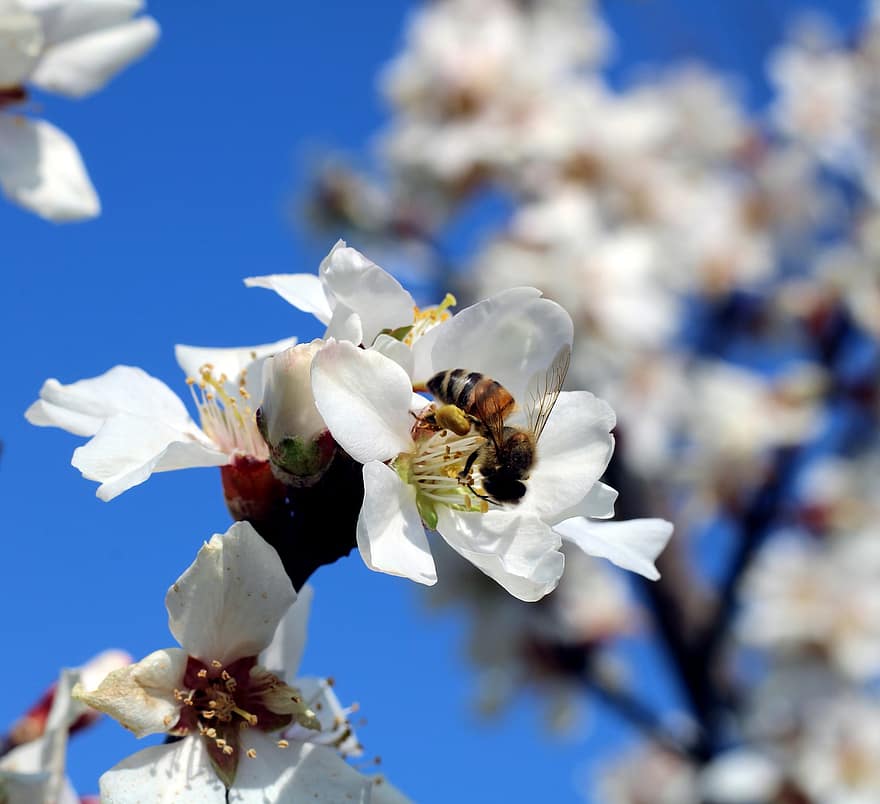 Mandelblüten, Biene, Bestäubung, Insekt, Blüten, Flora, Frühling, Entomologie, Nahansicht, Garten, draußen