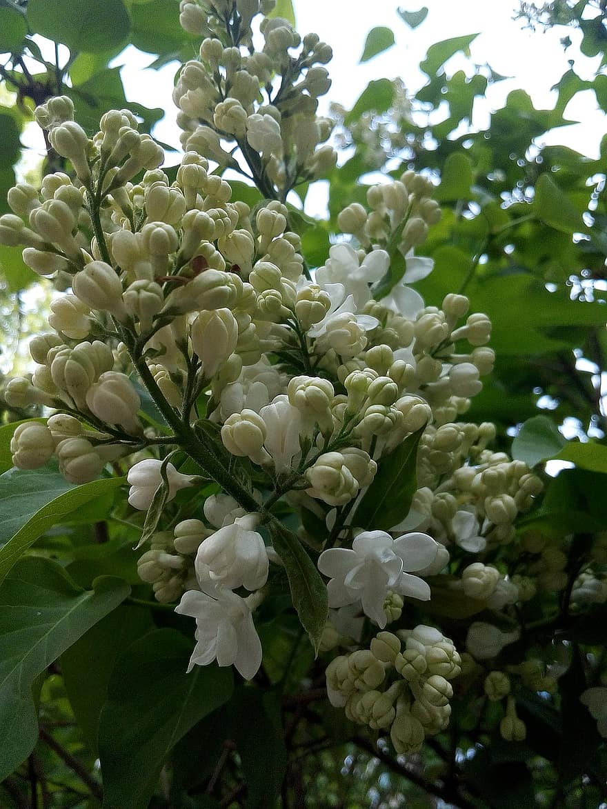 Flowers, White Lilac, Lilac, Spring, Botany, leaf, plant, close-up, freshness, summer, flower