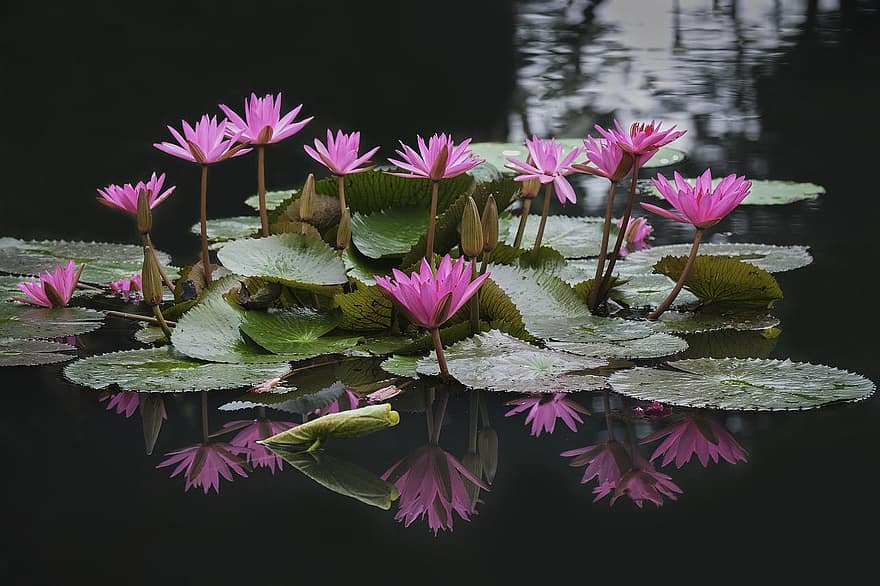 Lotus, Blumen, Teich, Seerosen, Lotusblumen, Wasser, pinke Blumen, Blütenblätter, rosa Blütenblätter, blühen, Wasserpflanzen