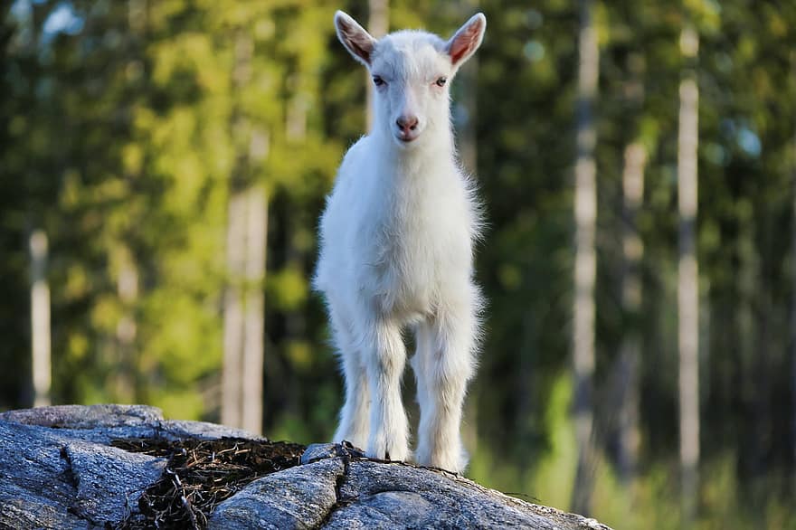 Goat, Kid, Animal, Young Animal, Mammal, Domestic Animal, Livestock, Countryside