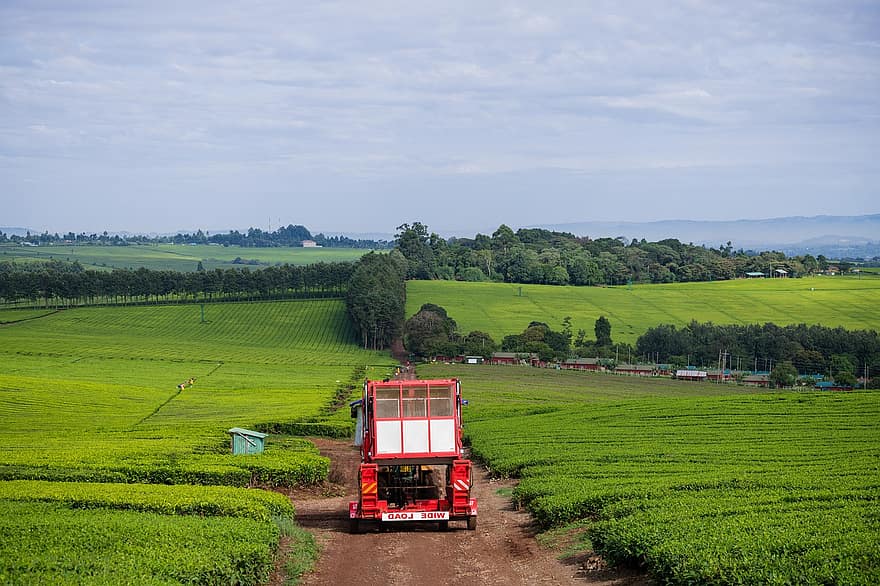 plantare de ceai, Kenia, agricultură, natură, mediu rural, rural