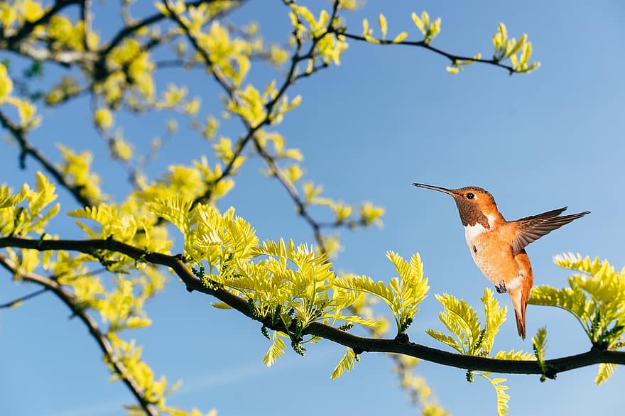 colibrí, volant, branca, ocell, abell colibrí, animal, vida salvatge, bec, factura, ales, plomes