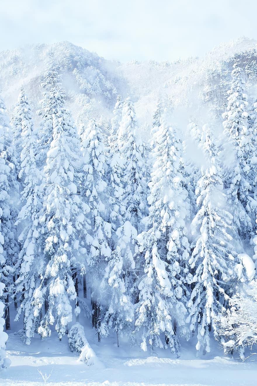 деревья, природа, зима, время года, на открытом воздухе, лес, леса, снег, дерево, пейзаж, мороз