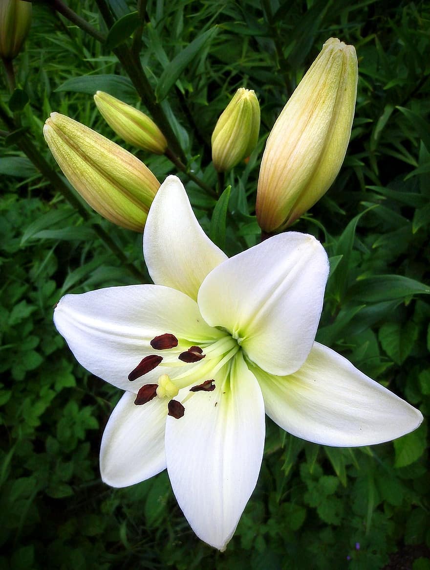 bunga bakung, bunga, tunas, bunga putih, Lili putih, kelopak, benang sari, kelopak putih, berkembang, mekar, flora