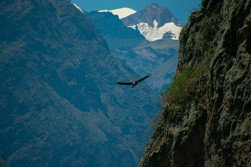 kondor, pták, hory, létající, kaňon, Příroda, hora, zvířata ve volné přírodě, sníh, horský vrchol, krajina