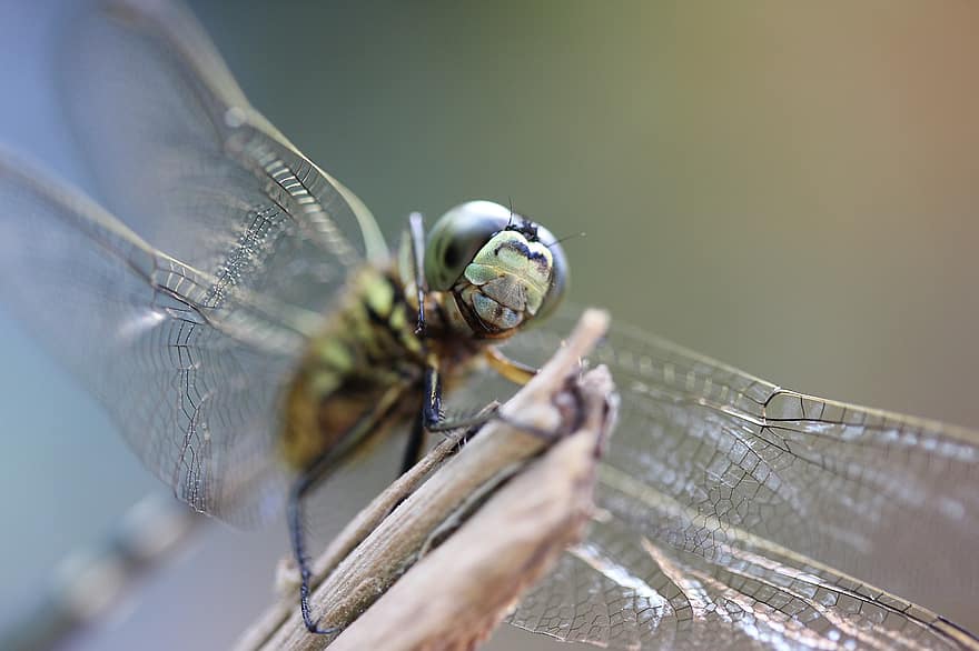 Insect, Dragonfly, Insect Wings, Nature, Beauty