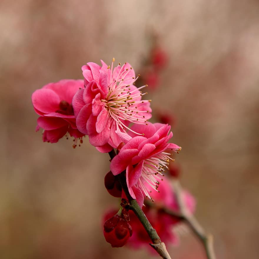 flores de ciruelo, Flores rosadas, las flores, primavera, floración, flor, flora, botánica, naturaleza, de cerca, planta