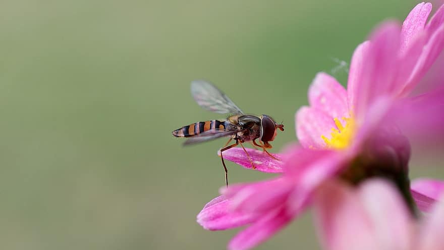 φύση, λουλούδι, έντομο, λουλούδι μύγα, hoverfly, σύντομη μύγα, syrphidae, eupeodes luniger, ζώο, ανθίζω, άνθος