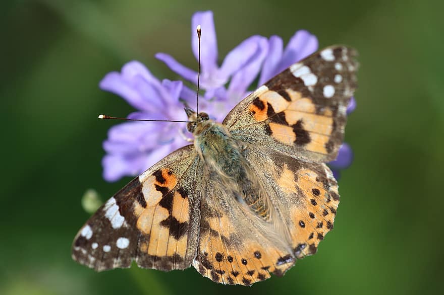 Vanessa Cardui, Painted Lady, Butterfly, Macro, Insect, Flower, Nature, Fauna, Butterfly Wings, Pollination, Spring